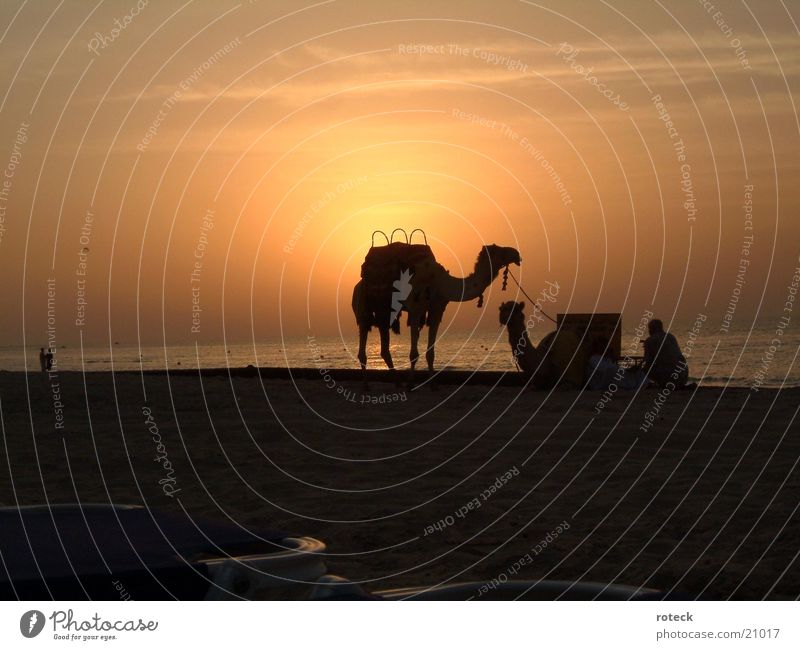 Desert meets sea Dubai Camel Water