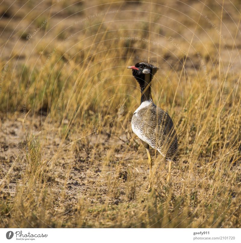 On the stalk ;-)))) Environment Nature Landscape Spring Summer Warmth Drought Grass Field Desert Namibia Africa Deserted Animal Wild animal Bird Animal face