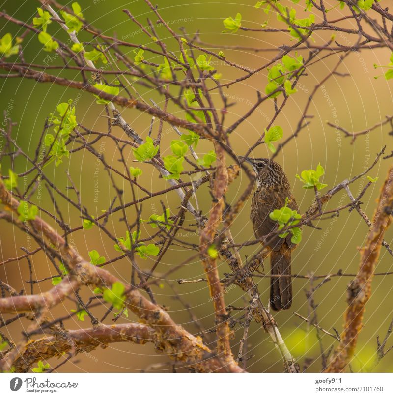 Well camouflaged and yet found :-))) Environment Nature Landscape Plant Animal Air Spring Summer Beautiful weather Warmth Drought Tree Leaf Wild plant Desert