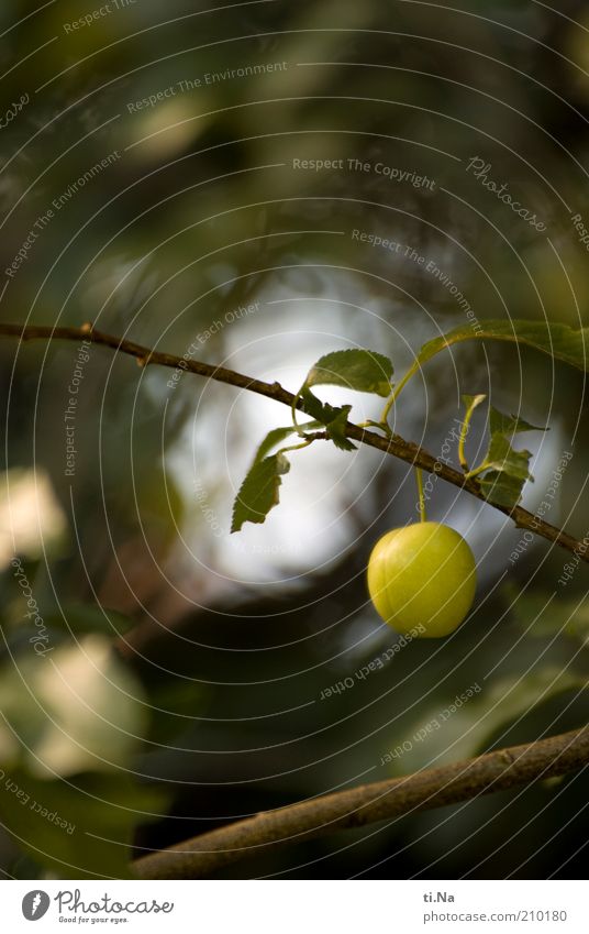 hang out Fruit Plum Environment Nature Plant Tree Leaf Plum tree Hang Growth Small Natural Green Colour photo Exterior shot Deserted Copy Space top Day Shadow