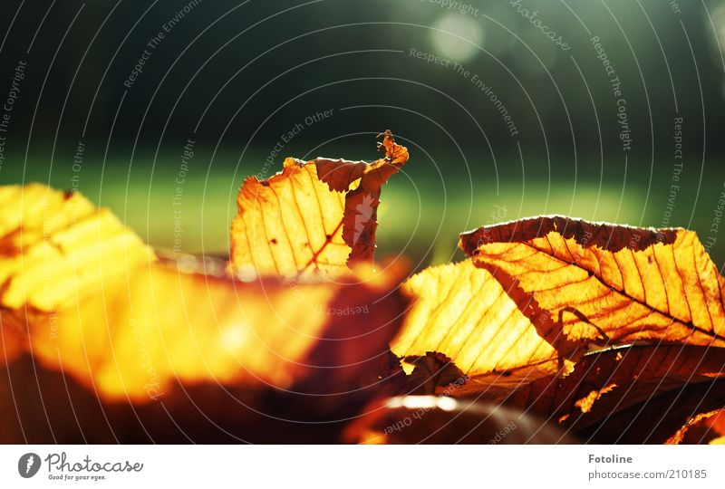 autumnal anticipation Environment Nature Plant Autumn Leaf Bright Natural Warmth Illuminate Autumn leaves Autumnal Colour photo Multicoloured Exterior shot