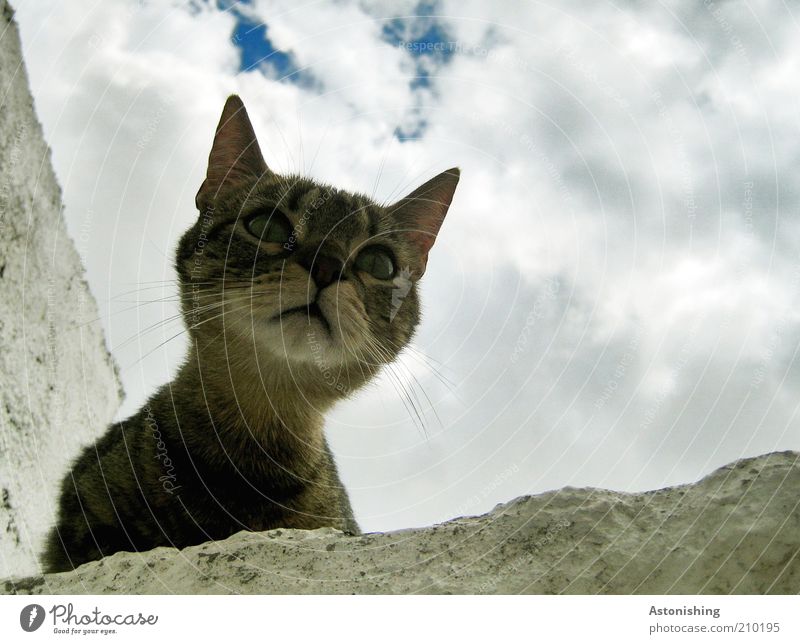 "Meow"? Sky Clouds Summer Animal Pet Cat Animal face 1 Looking Brash Natural Curiosity Blue Brown Gray White Whisker Neck Eyes Domestic cat Cat's head
