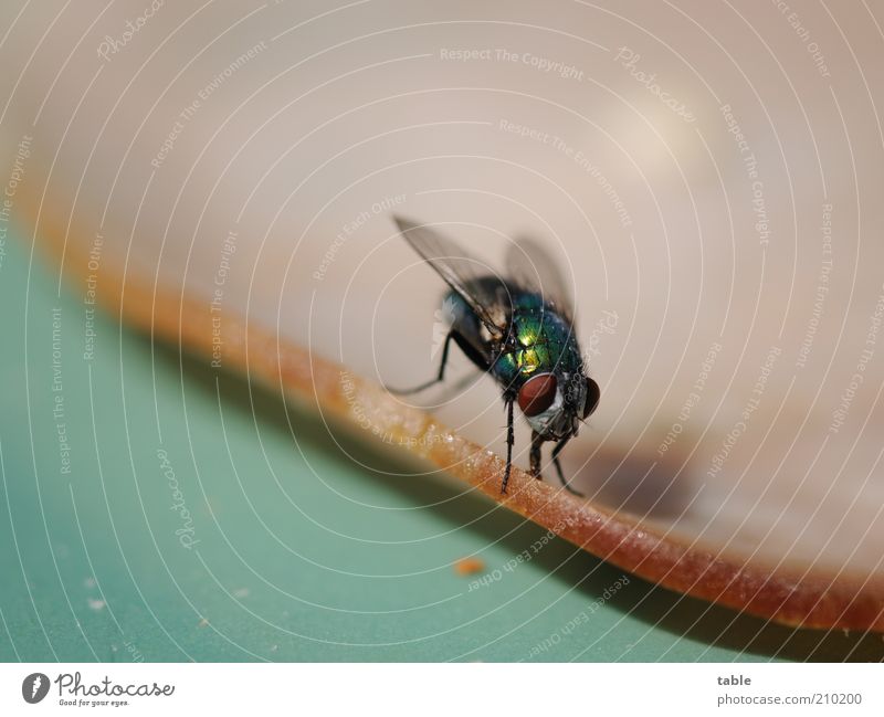 brunch Food Sausage Nutrition Animal Wild animal Fly 1 To feed Glittering Brown Green Voracious Clean Wing Compound eye Corner Insect Colour photo Exterior shot