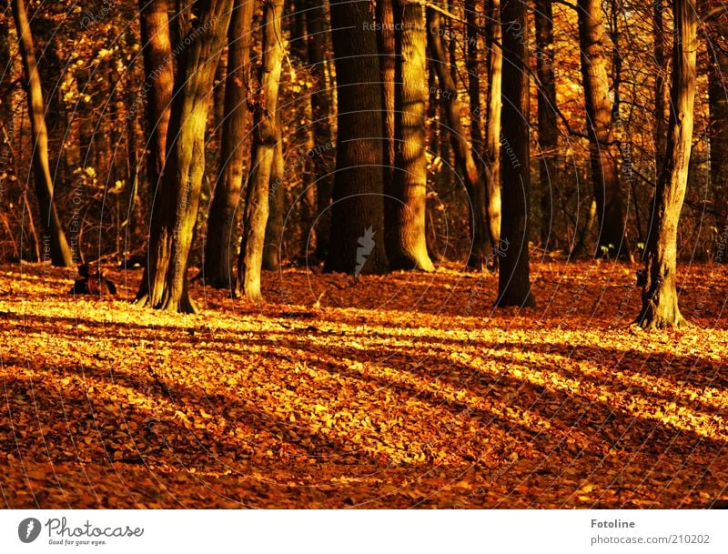 299 trees Environment Nature Elements Earth Autumn Plant Tree Leaf Wild plant Forest Natural Brown Gold Enchanted forest Colour photo Multicoloured