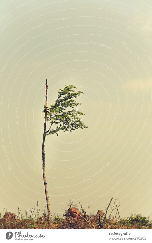 lone fighters Nature Landscape Plant Sky Summer Climate change Storm Tree Foliage plant Small Loneliness Colour photo Day 1 Individual Sparse Forest death Sissy