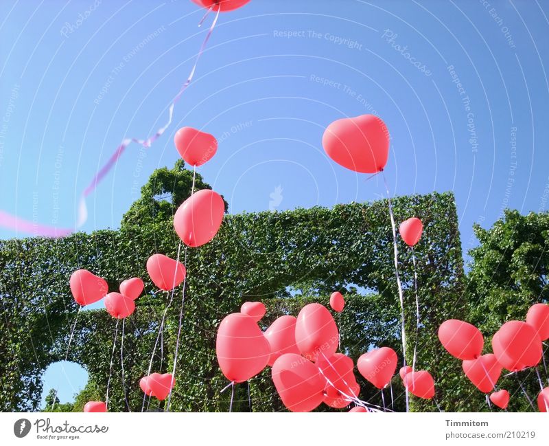 Many hearts for you! Joy Happy Park Balloon Sign Heart String Feasts & Celebrations Playing Happiness Red Emotions Love Romance Optimism Moody Hedge Blue sky