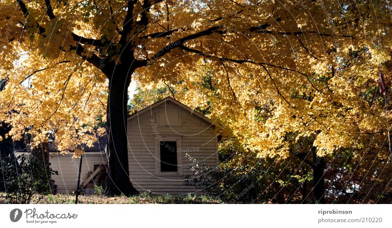 Autumn in New England Tree Leaf Garden barn Natural Warmth Brown Yellow Gold Contentment Protection Homesickness Peace Serene Nostalgia Calm Autumn leaves
