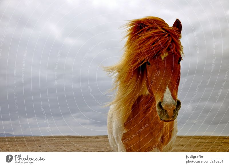 Iceland Environment Nature Landscape Animal Sky Clouds Climate Wind Farm animal Wild animal Horse Iceland Pony 1 Stand Wait Esthetic Natural Moody