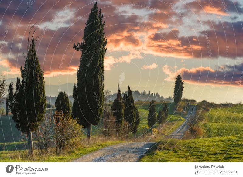 Winding paths with cypress trees between the green fields. Beautiful Vacation & Travel Summer Environment Nature Landscape Plant Sky Clouds Horizon Tree Grass