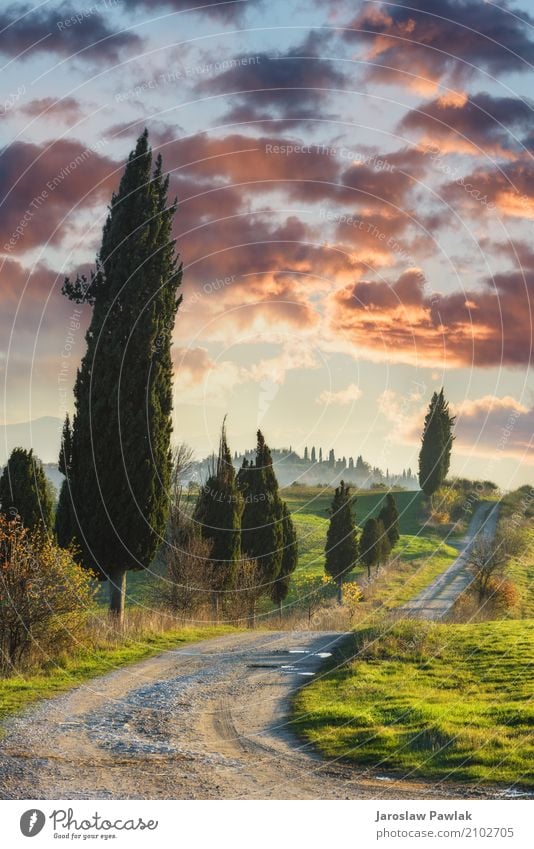 Winding paths with cypress trees between the green fields. Beautiful Vacation & Travel Summer Environment Nature Landscape Plant Sky Clouds Horizon Tree Grass