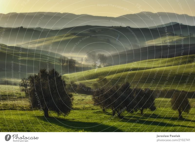 Tuscan fields and olive trees at sunrise in a mystical fog Vacation & Travel Summer Sun House (Residential Structure) Nature Landscape Plant Fog Tree Grass