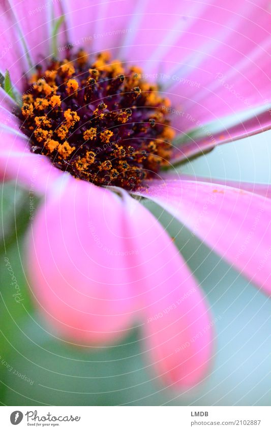 Flower and pollen Plant Blossom Orange Pink Gerbera Daisy Family Pollen Blossom leave Blossoming Gift Colour photo Multicoloured Exterior shot Close-up Detail