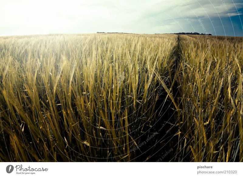 Lost in Kornfeld Nature Landscape Beautiful weather Agricultural crop Field Growth Esthetic Natural Yellow Gold Cornfield Wheat Lanes & trails Horizon