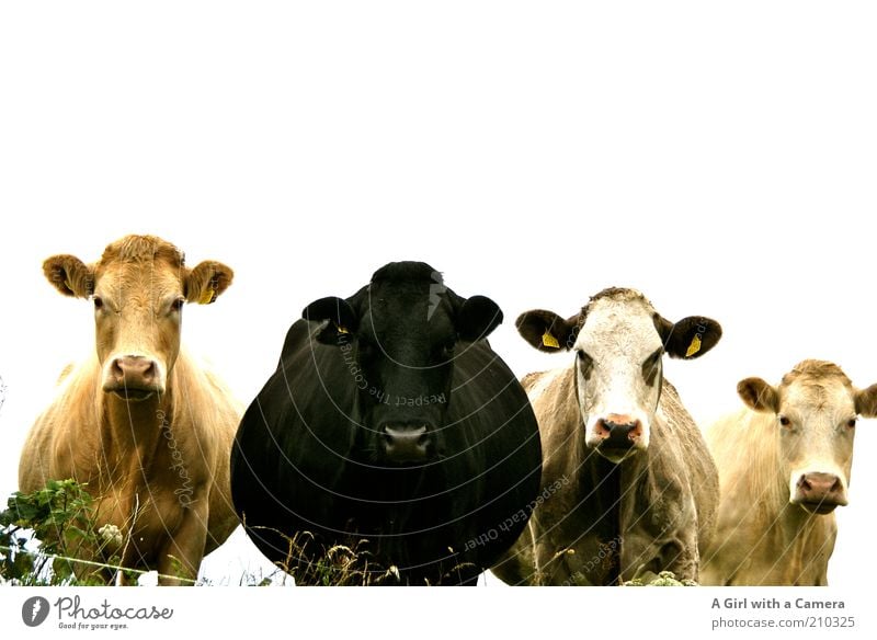 The Girls Nature Deserted Animal Cow 4 Group of animals Herd Looking Stand Gold Black Sympathy Friendship Together Love of animals Mistrust Indifferent
