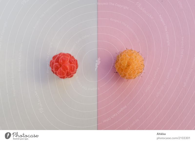 One red raspberry against white background and one yellow raspberry against pink background Food Fruit Raspberry Nutrition Organic produce Vegetarian diet Diet