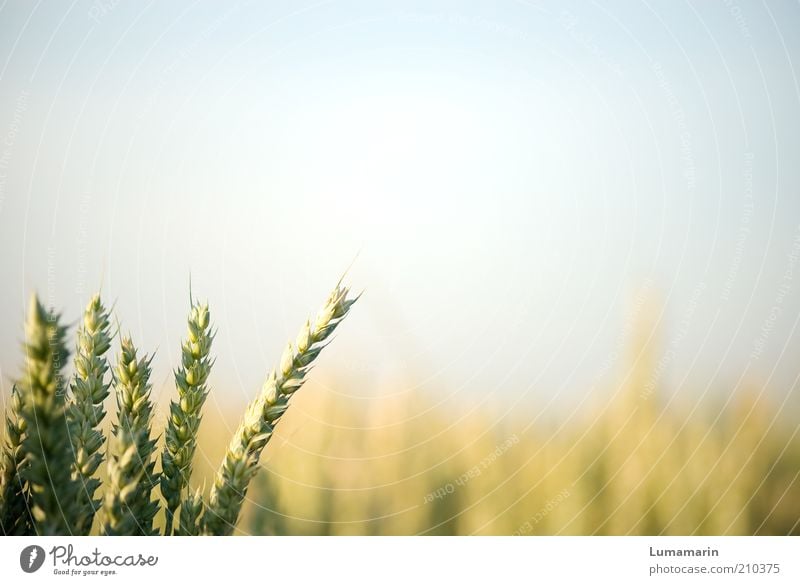 supporting act Environment Cloudless sky Sunlight Summer Plant Agricultural crop Field Simple Healthy Bright Natural Warmth Idyll Growth Grain Grain field