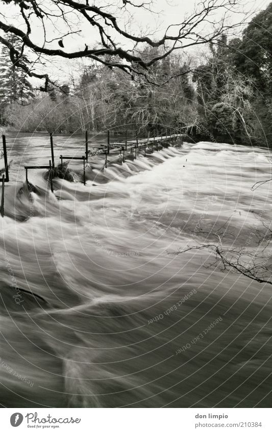 cong river Environment Water Bushes Forest River bank more congresive cong co.mayo Northern Ireland Bridge Large Wild Black White Decline Analog