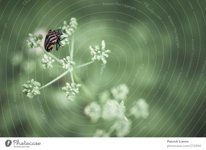 striped bug Environment Nature Plant Animal Summer Blossom Wild plant Wild animal 1 Crouch Curiosity Cute Beautiful Bug Apiaceae Umbellifer Sit Wait Crawl Green