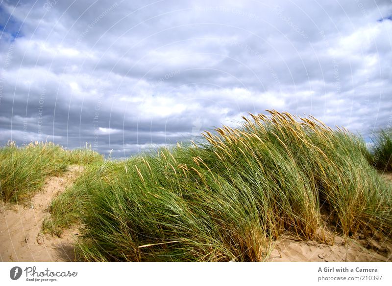 Windy inch Vacation & Travel Tourism Trip Far-off places Freedom Summer Summer vacation Beach Environment Nature Landscape Sand Air Clouds Storm clouds Grass