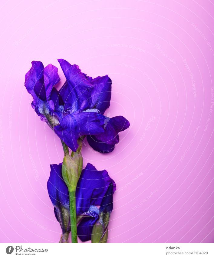 Blue blossoming iris Beautiful Feasts & Celebrations Nature Plant Flower Leaf Blossoming Green Pink Iris background stem Colour photo Close-up Deserted