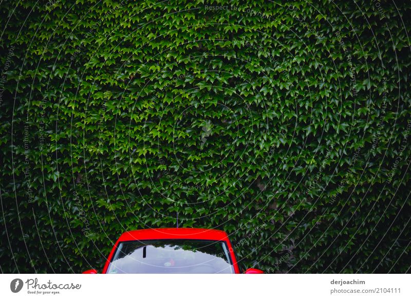 Green and red. Parking top of a red car in front of a green wall of leaves. The windshield is reflecting something. Design Harmonious Vacation & Travel Car