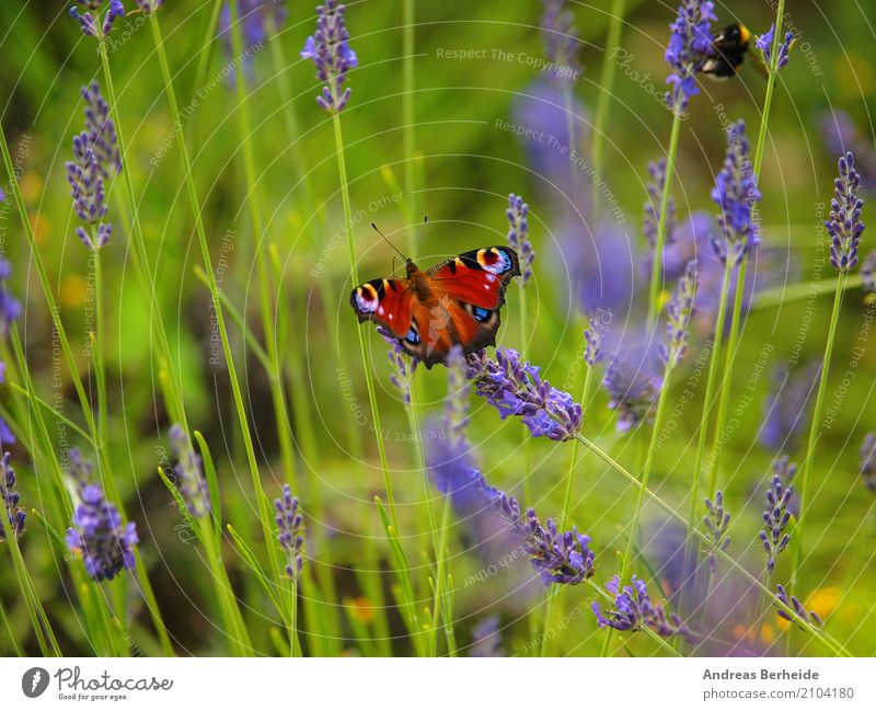 Peacock butterfly in the lavender field Summer Nature Park Butterfly Eating Elegant Beautiful Aglais io blue day European feeding flower green insect natural