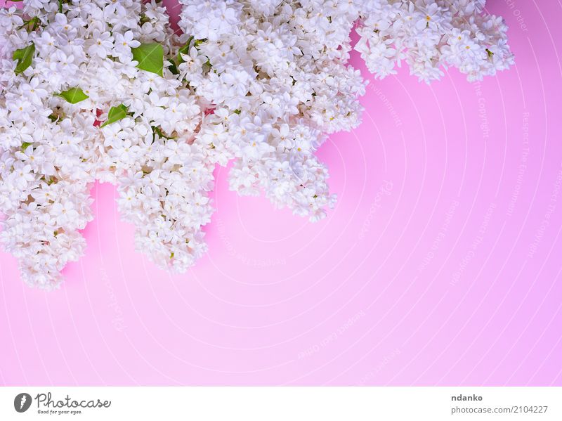 bouquet of blossoming white lilacs Beautiful Feasts & Celebrations Nature Plant Flower Leaf Blossom Bouquet Fresh Bright Natural Pink White Colour blooming