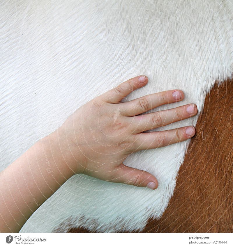 horse care Ride Child Girl Hand Animal Horse Touch Clean Colour photo Exterior shot Close-up Detail Day Coat care Love of animals Children`s hand Pelt