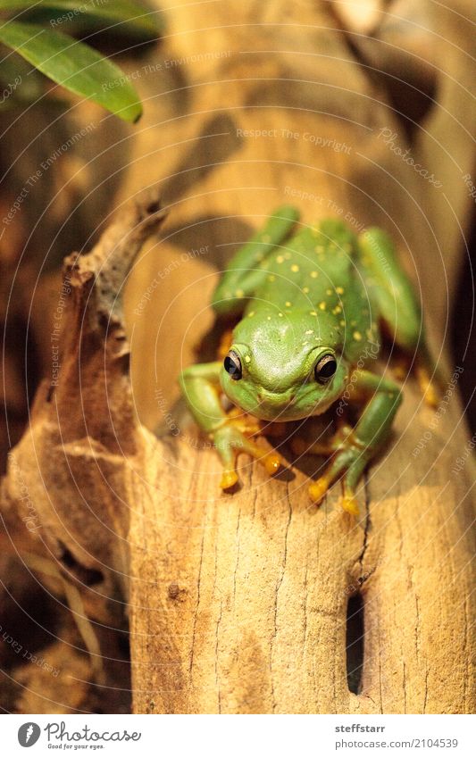 Magnificent tree frog Litoria splendida Animal Frog 1 Wild Gold Green Splendid tree frog Tree frog green frog amphibian herp herpetology Reptiles wildlife