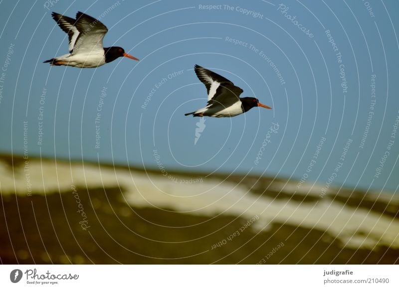 Iceland Environment Nature Landscape Animal Sky Cloudless sky Snow Hill Mountain Snowcapped peak Wild animal Bird Oyster catcher 2 Pair of animals Flying