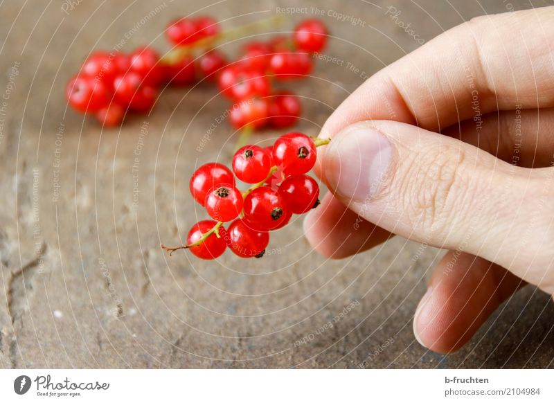 A panicle currants Fruit Vegetarian diet Diet Man Adults Fingers 30 - 45 years To hold on Fresh Healthy Red To enjoy Redcurrant Blossom Mature Harvest Table