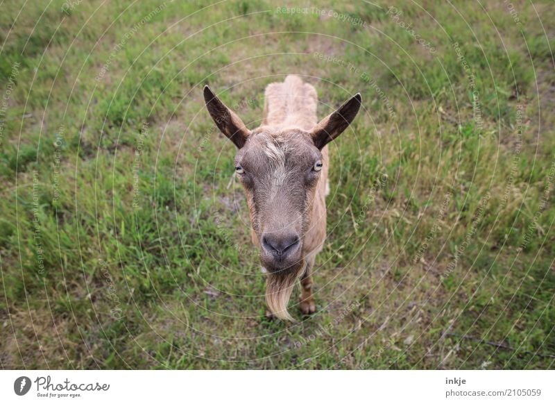 Goats staring at women. Nature Spring Summer Grass Meadow Animal Farm animal Wild animal Animal face 1 Looking Stand Near Curiosity Emotions Colour photo