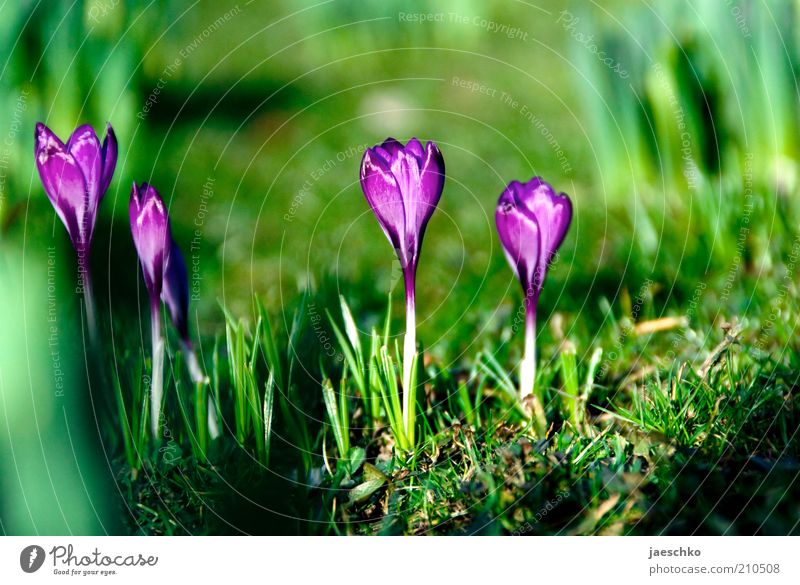 Spring full Environment Nature Plant Earth Beautiful weather Flower Grass Garden Park Meadow Growth Esthetic Fresh Natural Green Violet Spring fever Crocus