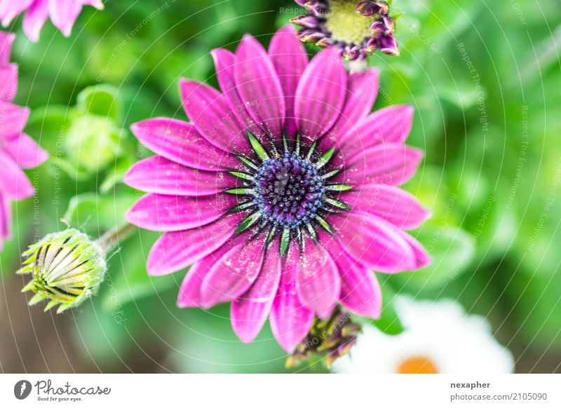 Flower blossom pink Environment Nature Plant Spring Leaf Blossom Foliage plant Gerbera Garden Park Blossoming Fragrance Discover Relaxation Looking Illuminate