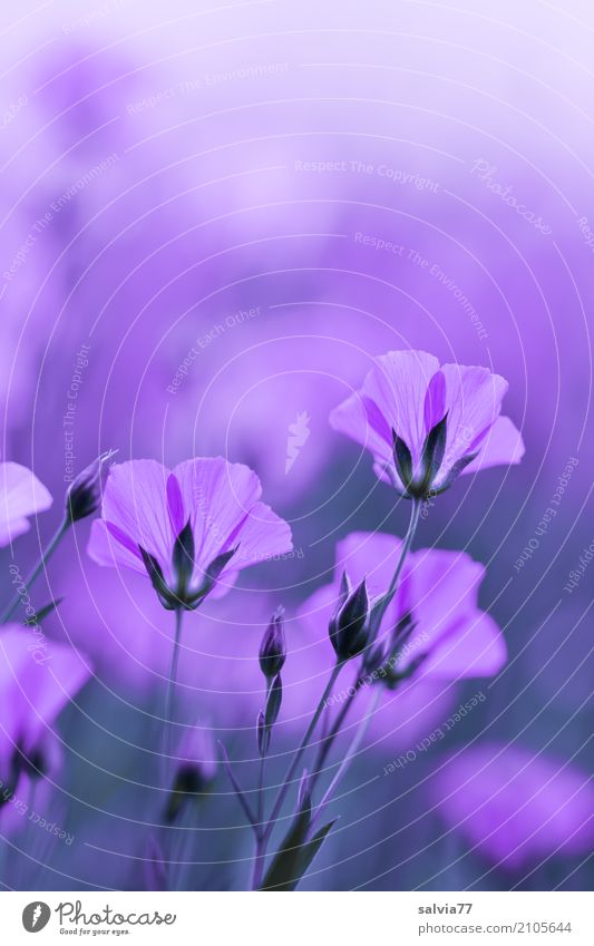 Tone-in-tone purple dream. Alternative medicine Harmonious Senses Relaxation Calm Meditation Fragrance Environment Nature Summer Plant Flower Blossom