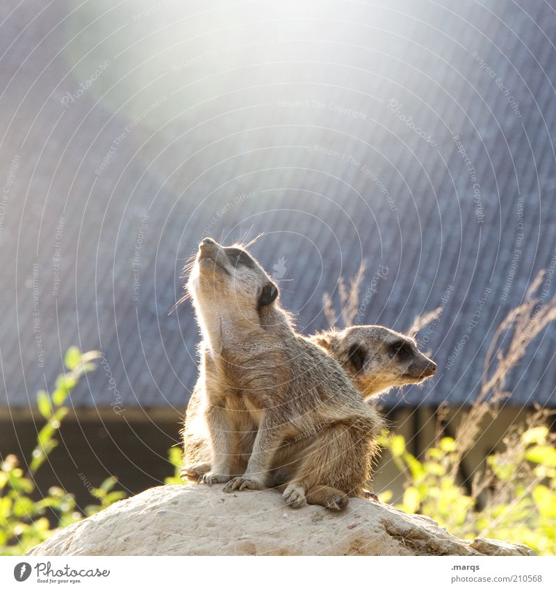 Reach the Sun Meerkat 2 Animal Observe Discover To enjoy Looking Sit Curiosity Cute Watchfulness Unwavering Expectation Attachment Mammal Zoology Colour photo