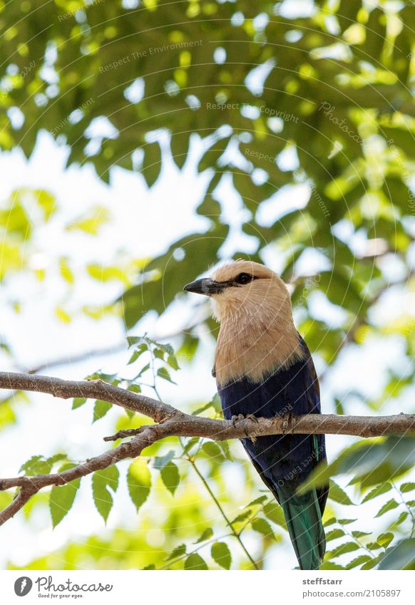 Northern purple roller called Coracias naevius naevius Nature Plant Tree Park Animal Wild animal Bird Animal face Wing 1 Multicoloured Yellow Green Violet