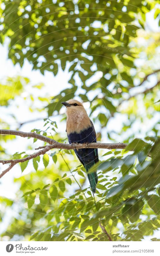 Northern purple roller called Coracias naevius naevius Nature Plant Tree Animal Wild animal Bird Animal face Wing 1 Yellow Green Violet White Wild bird wildlife