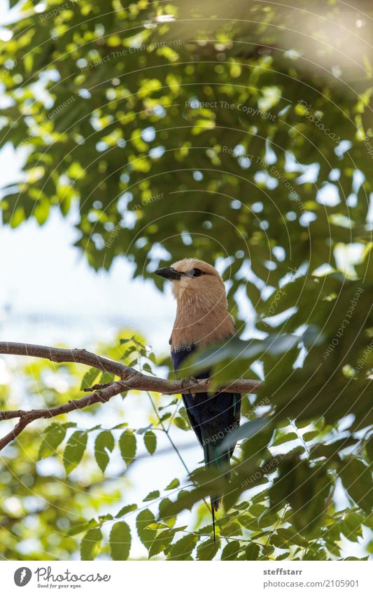 Northern purple roller called Coracias naevius naevius Nature Tree Animal Wild animal Bird Animal face Wing 1 Yellow Green Violet White Wild bird wildlife