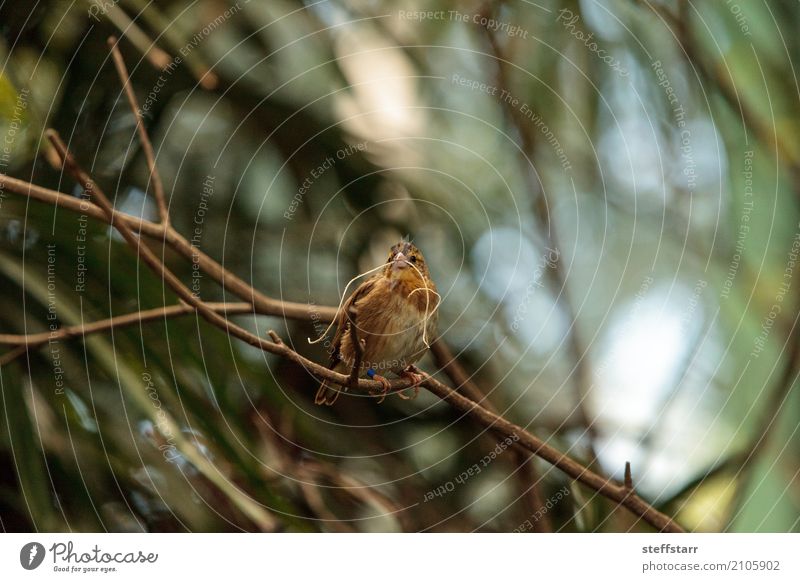 Pin-tailed Whydah bird Vidua macroura Nature Plant Tree Animal Wild animal Bird Animal face Wing 1 Brown Yellow Gold Green whydah avian Feather Beak Wild bird