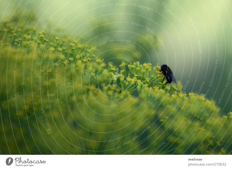 alone in the hall Herbs Nature Plant Animal Summer Agricultural crop Fly 1 Natural Yellow Green Black Colour photo Subdued colour Exterior shot Detail Deserted