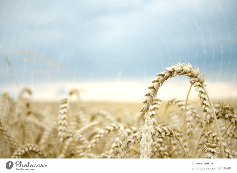 harvest maturity Food Nutrition Environment Landscape Storm clouds Horizon Summer Plant Agricultural crop Field Simple Fresh Healthy Natural Dry Idyll Climate