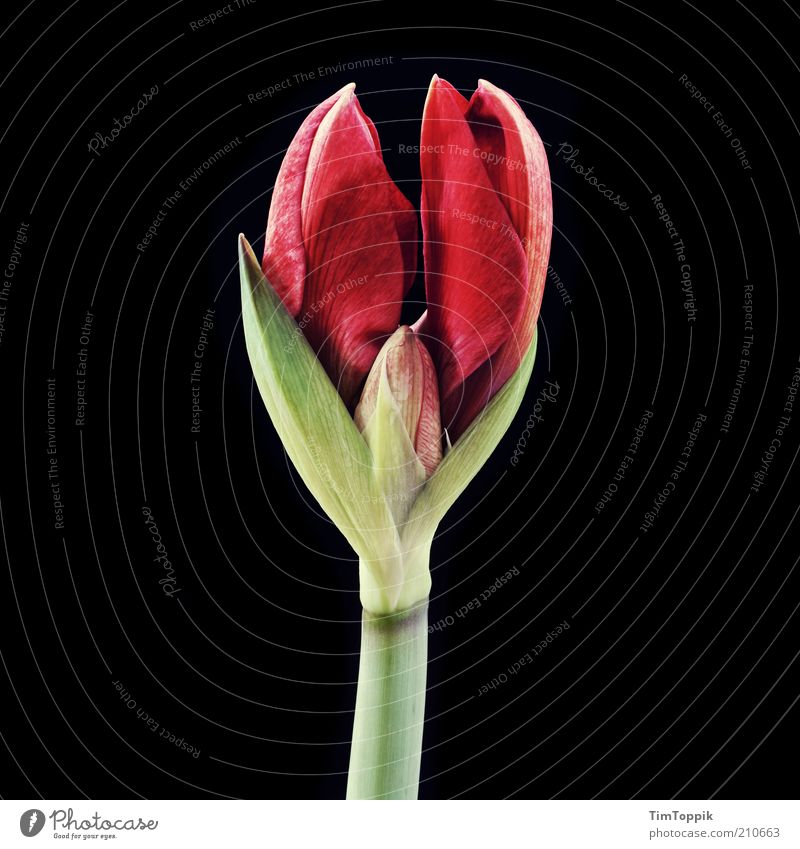 Picture of a girl II. Plant Blossom Green Red Black Flower Stalk Blossom leave Calyx Macro (Extreme close-up) Still Life Decoration Germinate Occur Harmonious