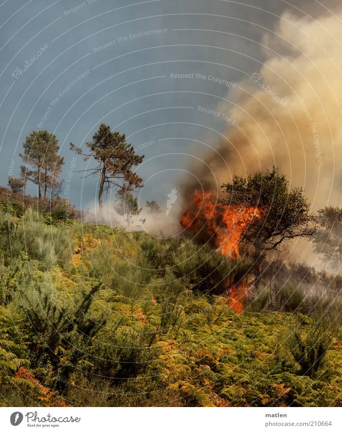 Tierra del Fuego Nature Landscape Fire Summer Tree Grass Bushes Forest Mountain Smoke Disaster Threat Flame Warmth Colour photo Exterior shot Deserted