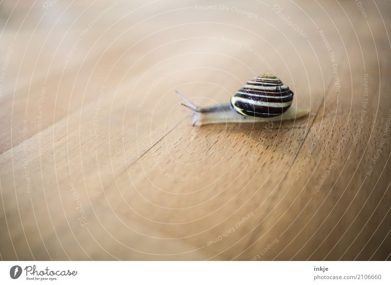 straight ahead Colour photo Snail Close-up Interior shot Macro (Extreme close-up) Tabletop Wood Crawl Small Brown Beige Slowly Cute Individual Animal portrait