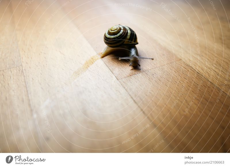 sharp bend Colour photo Interior shot Close-up Macro (Extreme close-up) Tabletop Wooden table Snail Animal Crawler lane Slimy Trail of mucus Mucus Curve