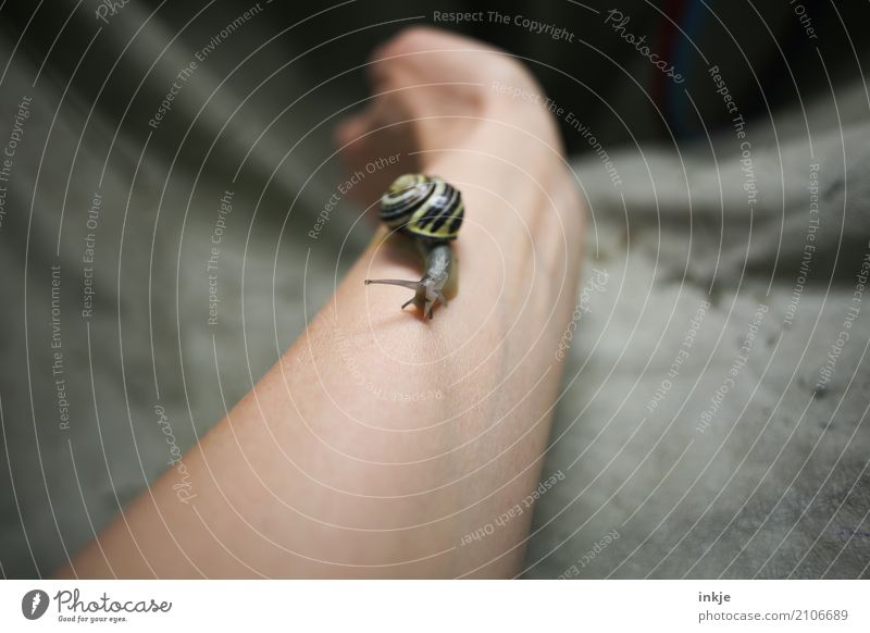 Snail speed 5 Arm Animal Wild animal 1 Small Attentive Serene Crawl Emotions Slowly Speed Love of animals Observe Protect Colour photo Interior shot Close-up