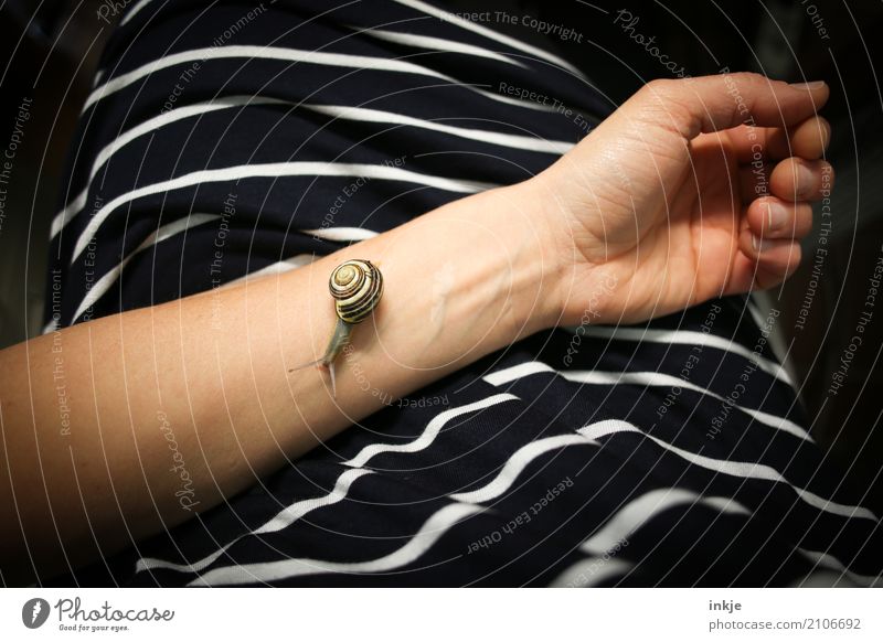 Got time for snail speed? 9. Arm 1 Human being T-shirt Dress Cloth Animal Wild animal Snail Line Striped Observe Small Love of animals Peaceful Attentive