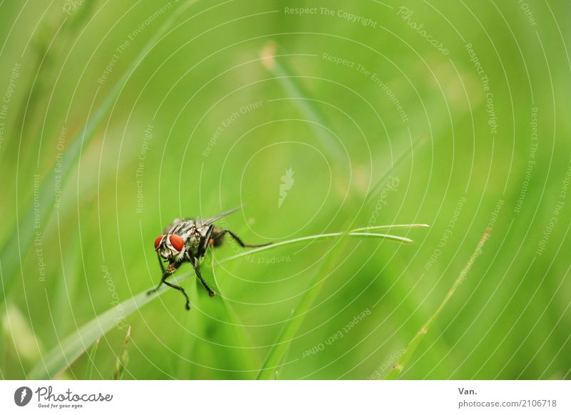 Good morning! Good morning! Nature Plant Animal Summer Grass Garden Meadow Wild animal Fly Insect 1 Small Green Red Colour photo Multicoloured Exterior shot