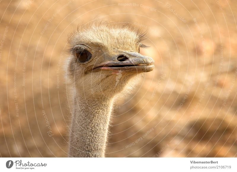 Bird Ostrich Animal Wild animal Animal face 1 Observe Looking Curiosity Brown Love of animals Colour photo Exterior shot Close-up Day Animal portrait